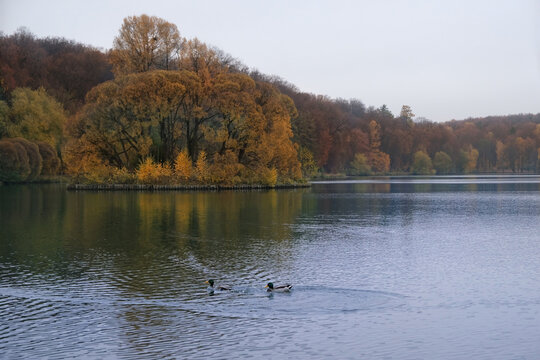 Beautiful autumn landscape with trees and lake in park. Cloudy day in city park at fall season. wet cold weather. melancholy, peaceful, relax atmosphere