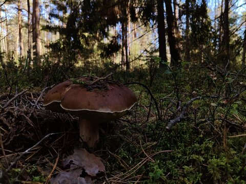 mushroom in the forest
