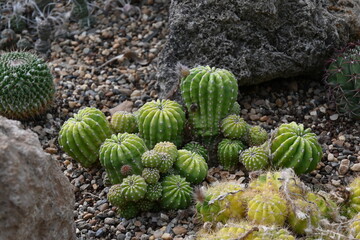 A group of green little cactus planted in sand and gravel © Sunny