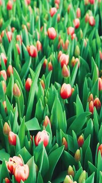 Close-up, Nursery worker checks blooming tulips. Inspecting and tending to tulips in vibrant garden beds. Agricultural worker diligently reviews and prunes tulip stems in nursery. vertical video