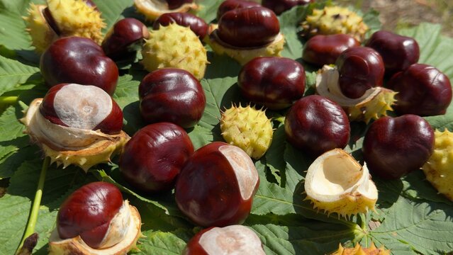 Organic horse chestnuts resting on vibrant autumn leaves in vertical format