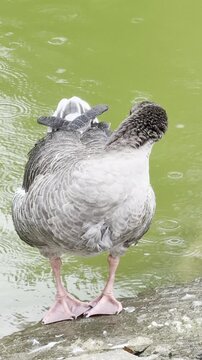 Close-Up of a Goose Preening on a Rock Beside a Pond