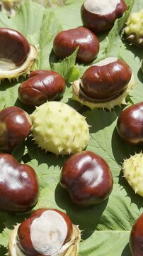 Natural horse chestnuts splitting open on the ground in autumn forest
