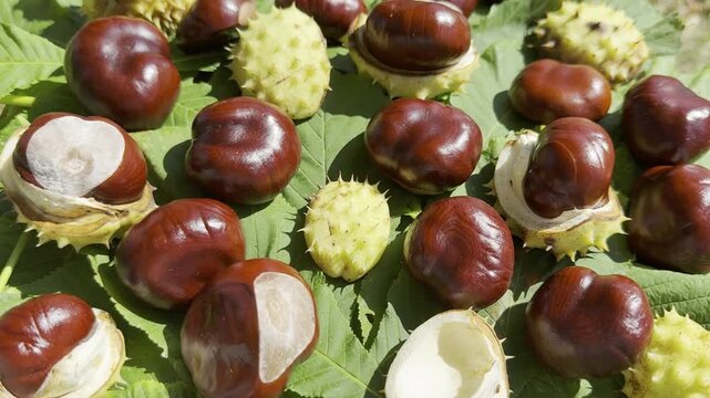 Close-up vertical video of ripe horse chestnuts falling on autumn leaves