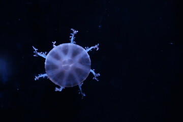 Single pale jellyfish with frilly tentacles drifting alone in dark blue water, top view with copy space Close-up of one translucent jellyfish with a round striped bell and branching oral arms floating © Anna