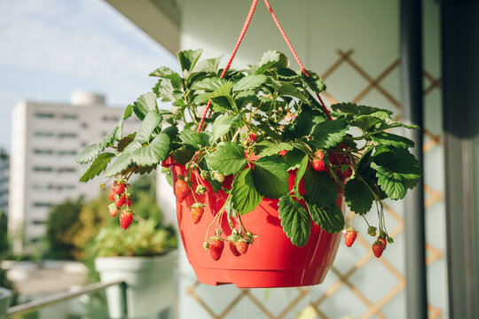 Lush strawberry plant with ripe red strawberries growing in a hanging container on a sunny urban balcony, illustrating home gardening and growing food in small spaces