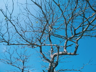 Obraz premium tree branches against blue sky