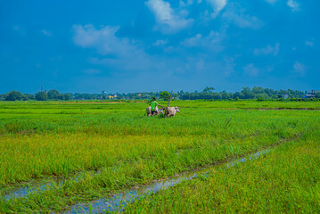 Fototapeta premium a indian farmer plowing a rice paddy with white oxen .long shot