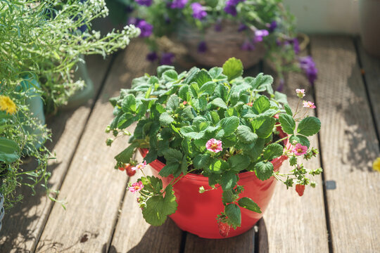 Healthy strawberry plant with ripe red berries and flowers growing in a container on a sunny balcony garden, illustrating homegrown food and urban gardening
