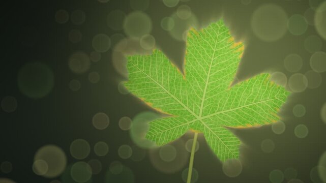 Backlit Maple Leaf Turning From Green to Crimson Autumn Macro Transformation