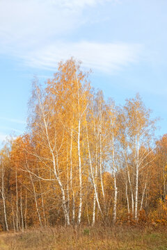 autumn birch tree forest with golden foliage and dry wild grass field against blue sky background. Beautiful harmony landscape of autumnal forest. yellow-orange crown of trees in fall season