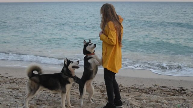 Energetic pets and pure joy for dog food ads, woman in yellow raincoat plays with two siberian huskies on sandy beach. Energetic huskies and happy owner, one dog jumps up to woman and runs around