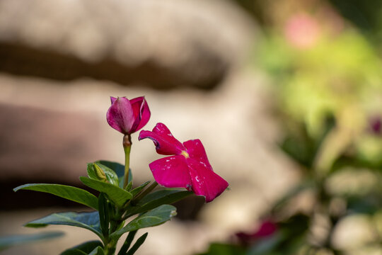 Vibrant pink periwinkle flower and bud macro on a soft focus natural background