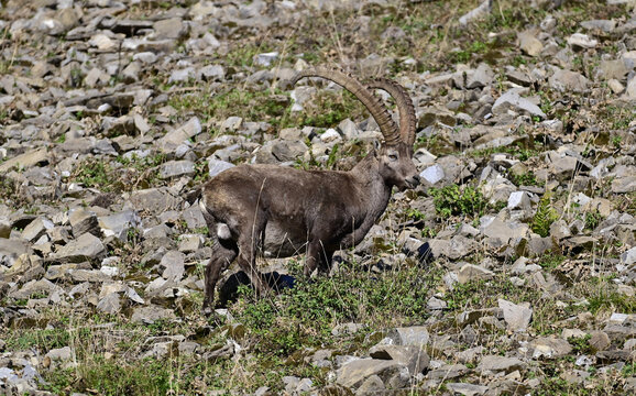 Steinbock  Alt