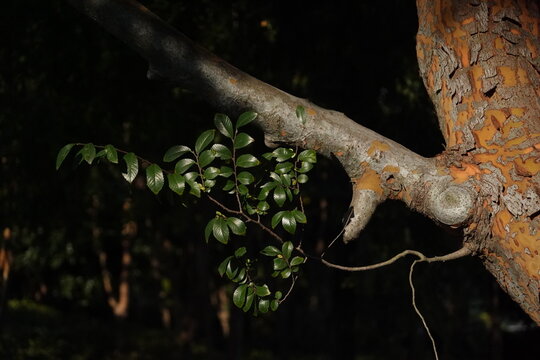 A close-up captures the resilient interplay between a vibrant, textured ochre tree bark and delicate green foliage. The high-contrast lighting evokes a sense of natural growth and enduring legacy.