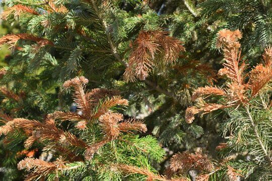 Pine branches. Close-up of green and drying pine branches with needles