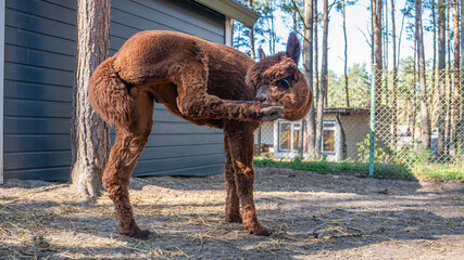 Fototapeta premium Llama Grazing Outdoors in Natural Rural Setting