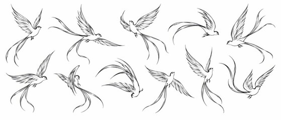 Fototapeta premium Hand Drawn Bird Illustration Collection