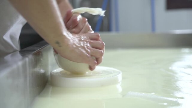 close up of hands pressing curd into cheese shape separated from whey, young in dairy plant cheese making, hand made food