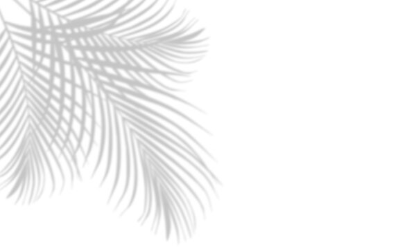 Abstract white palm leaf shadow on a solid black background