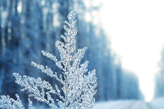 beautiful gentle landscape with dry wild grass covered snow. frozen field grass in rime close up, abstract nature background. cold frosty weather. late autumn or early winter season