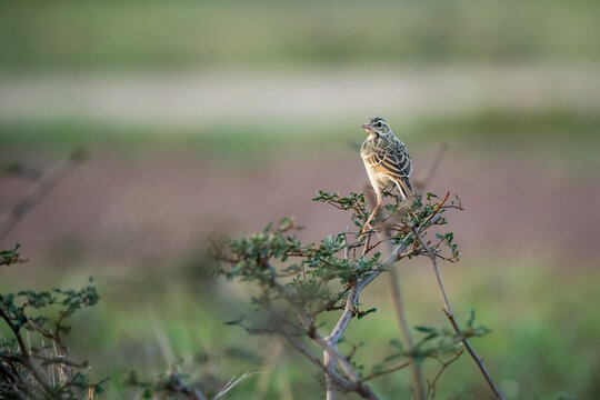 Paddyfield Pipit, Anthus rurulus