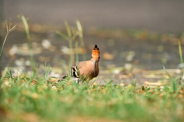 Eurasian Hoopoe, Upupa epops © songdech17