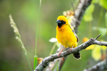 Fototapeta premium Asian Golden Weaver