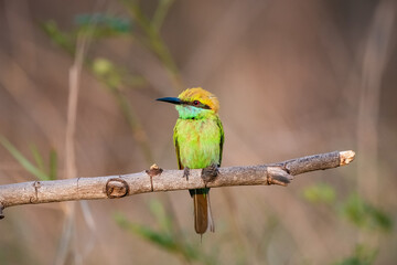 Obraz premium Green Bee-Eater, Little Green bee-eater, Merops Orientalis
