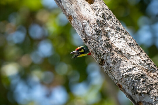 Coppersmith Barbet, Psilopogon haemacephalus