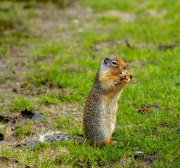 Columbian ground squirrel eating in a green meadow © noname414