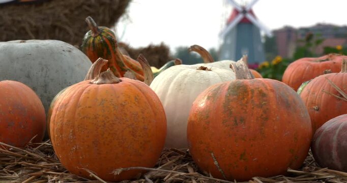 Preparing the pumpkins for Halloween 2026