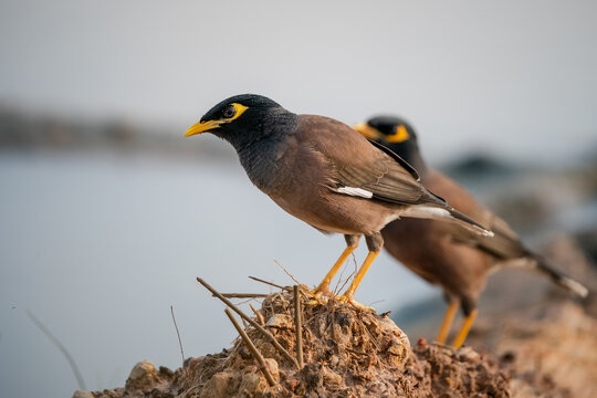 Mynas, Acridotheres