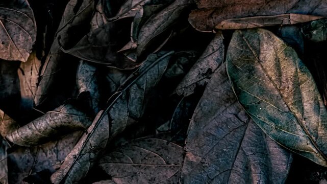 Dry fallen leaves pile texture
