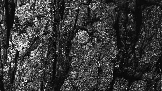 Detailed bark texture pattern background