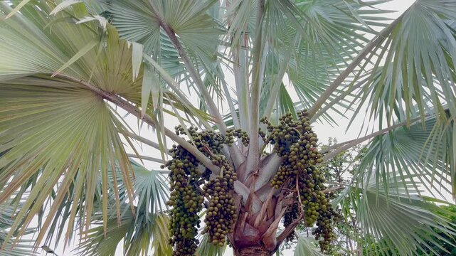 Palm tree fruit branches