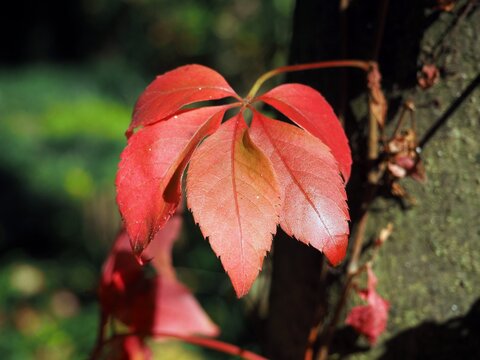 Herbstlaub, rot verf&auml;rbt, Nahaufnahme