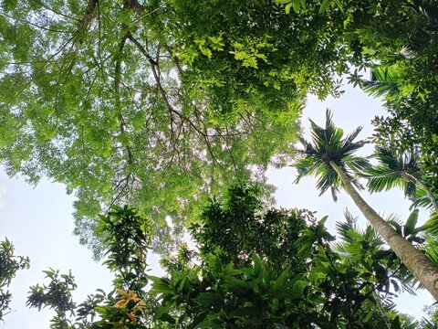 Looking up at a lush tropical forest canopy and palm trees