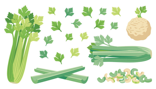 Fresh celery plant stalk vector set. Green leaves, celeriac root, chopped slices, organic vegetable and food.