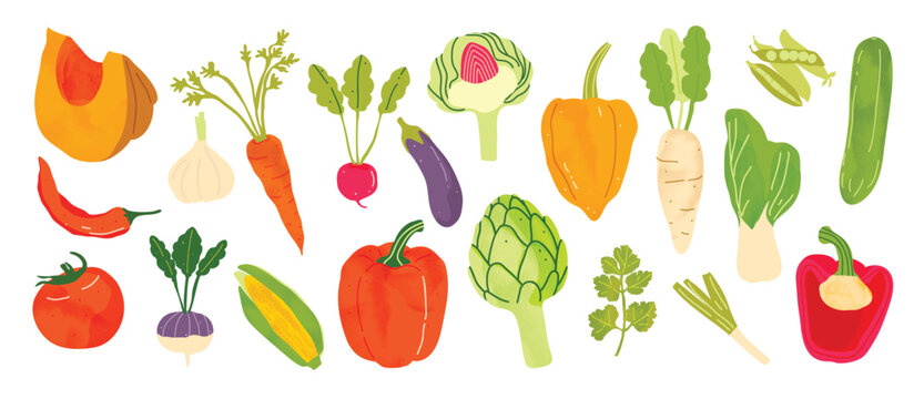 Fresh Vegetable Collection Vector with Pumpkin, Carrot, Radish, Eggplant, Tomato, Corn, Artichoke, Cucumber and Leafy Greens for Healthy Food Illustration, Kitchen Decor, Grocery Print, Recipe Design