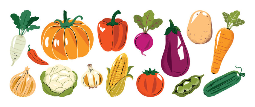 Fresh Vegetable Collection Vector with Pumpkin, Pepper, Radish, Eggplant, Potato, Carrot, Onion, Cauliflower, Corn and Tomato for Healthy Food Illustration, Kitchen Print, Grocery Design