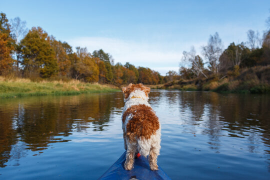 A dog stands on the bow of a blue boat floating on a river in autumn