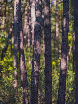 autumn in the forest