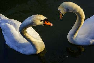 Two white swans swimming in dark water, with sunlight illuminating their feathers. © Nick