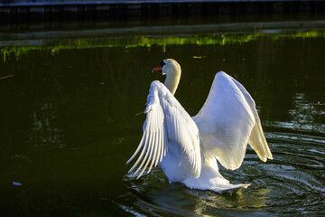 A white swan spreads its wings on the water. © Nick