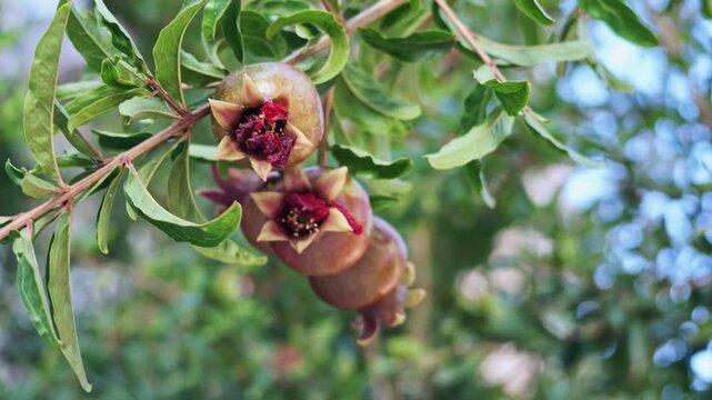 Young green pomegranate fruits with dried red flower remains grow on a leafy branch.