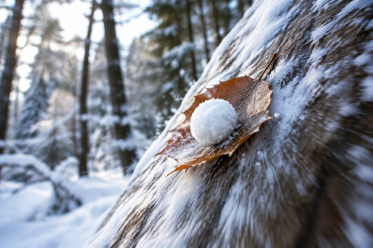 A large frozen leaf sliding down a snowy tree trunk with a small snowball.
