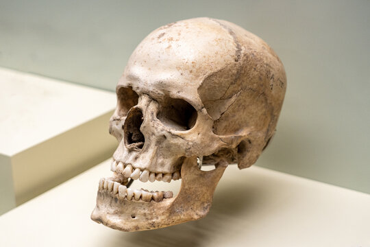 ancient human skull with the jaw open,