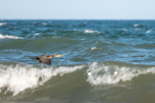Great cormorant (Phalacrocorax carbo) flying low over rough water between large waves with open beak