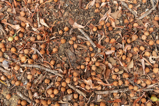 Ficus macrophylla tree fruits covering the ground in autumn